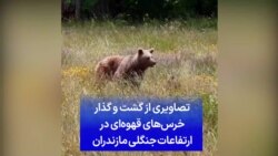 تصاویری از گشت و گذار خرس‌های قهوه‌ای در ارتفاعات جنگلی مازندران