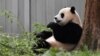 Pandas gigantes del Zoológico Nacional de Washington volverán a China