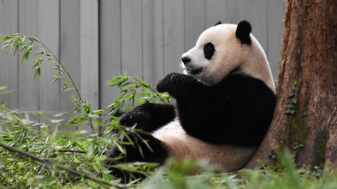 Los osos pandas volverán a casa: ¿está China cambiando su