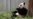 Los pandas de Washington reciben una calurosa despedida antes de volver a China