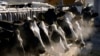 FILE - A line of Holstein dairy cows feed through a fence at a dairy farm in Idaho on March 11, 2009. 