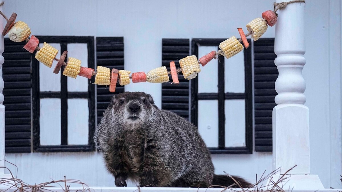 De legendarische Amerikaanse groundhog voorspelt een vroeg voorjaar