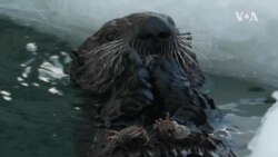 Nature | Sea Otters

