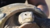 Race to Help Largest, Rarest Tortoise