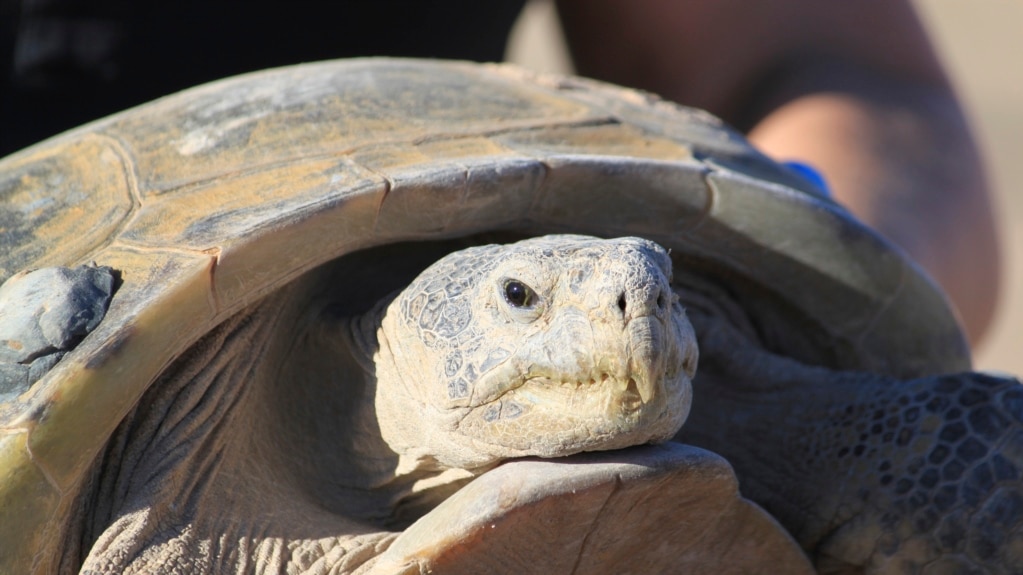 Race to Help Largest, Rarest Tortoise