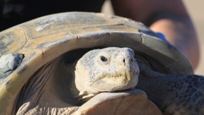 Race to Help Largest, Rarest Tortoise