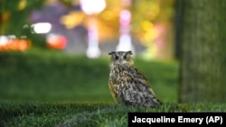 This photo provided by Jacqueline Emery shows Flaco the owl in New York, Aug. 18, 2023. (Courtesy Jacqueline Emery via AP)