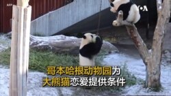 哥本哈根动物园为大熊猫恋爱提供条件 新策略出台会有利于这对情侣终成眷属