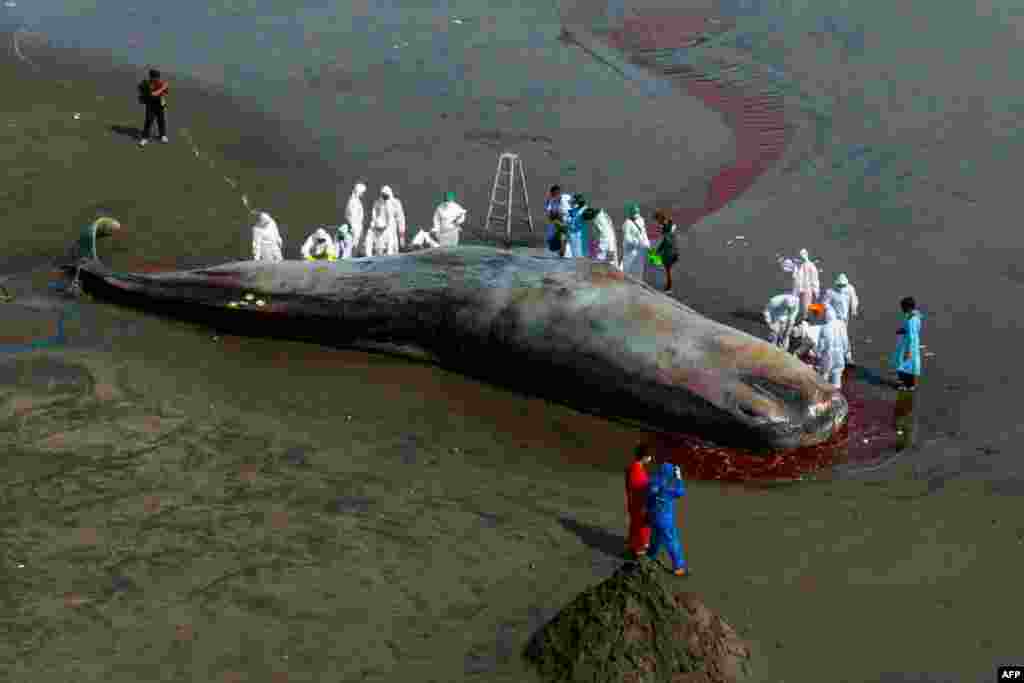 A veterinarian team conducts an examination on a dead sperm whale on the Yeh Leh beach in Jembrana, Bali, Indonesia, April 9.