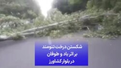 شکستن درخت تنومند بر اثر باد و طوفان در بلوار کشاورز