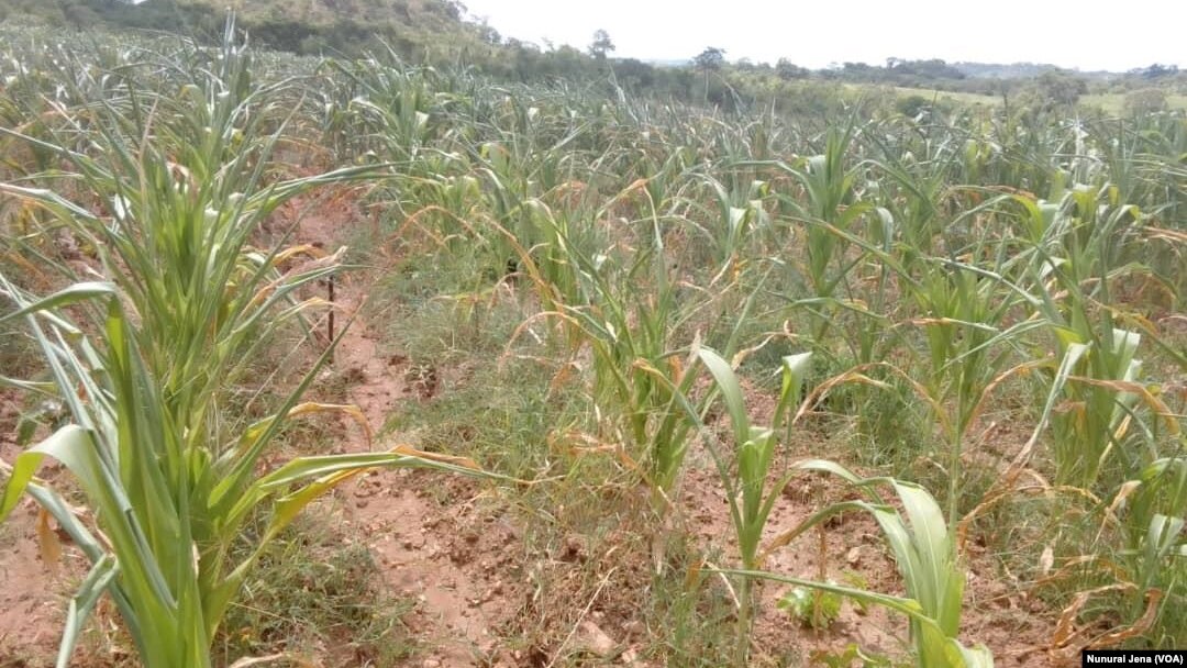Asetshile amabele emasimini eMatabeleland