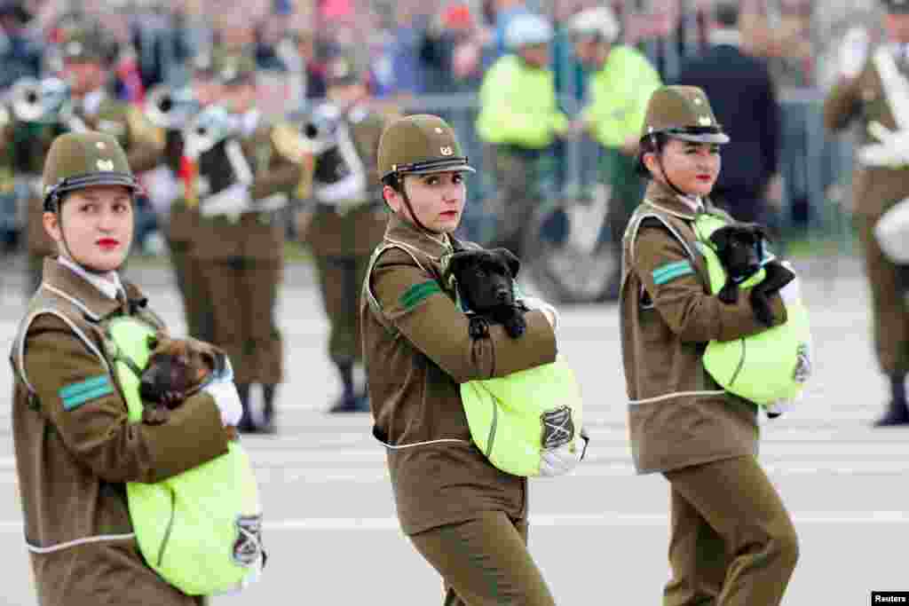 Chilean law enforcement members march with dogs during the annual military parade at the Bernardo O&#39;Higgins park, in Santiago. REUTERS/Sofia Yanjari