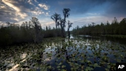 FILE - The sun sets over water lilies and cypress trees along the remote Red Trail wilderness water trail of Okefenokee National Wildlife Refuge, April 6, 2022, in Fargo, Ga. 