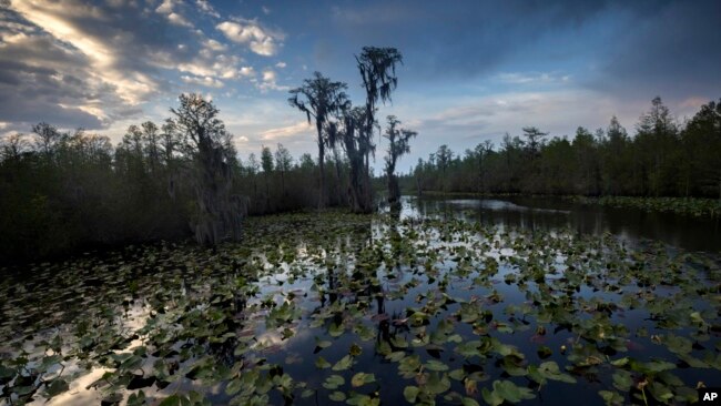 FILE - The sun sets over water lilies and cypress trees along the remote Red Trail wilderness water trail of Okefenokee National Wildlife Refuge, April 6, 2022, in Fargo, Ga.