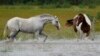 Los caballos caminan a través de un campo inundado después de que Beryl se movió por el área