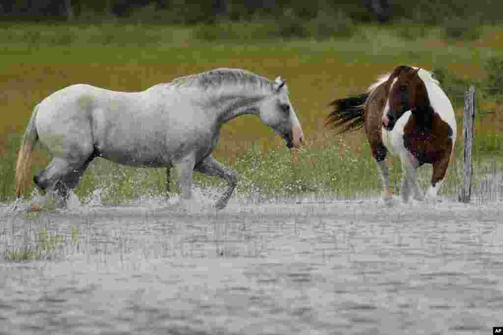 Caballos retozan a través de un campo inundado después de que Beryl se movió por el área, el lunes 8 de julio, en Matagorda, Texas.