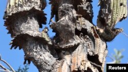 View of a Saguaro, a resilient desert cacti affected by Arizona's extreme heat and prolonged drought, in Phoenix, Arizona, July 25, 2023.