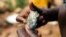FILE - A Zimbabwean miner holding an ore sample that they found while searching for gold in Kadoma, February 15, 2019