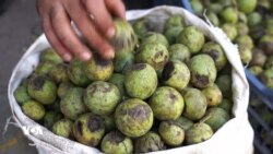 وەرزی تەکاندن و کۆکردنەوەی بەرهەمی گوێز لە هەورامان 