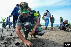 Tentara dan nelayan Indonesia menanam benih bakau sebagai bagian dari program lingkungan hidup yang dipimpin militer di pantai pesisir Banda Aceh, 18 Oktober 2023. (CHAIDEER MAHYUDDIN / AFP)