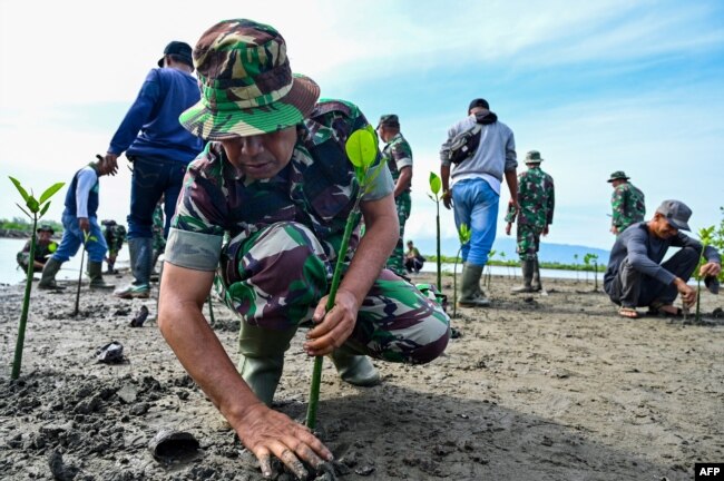 Tentara dan nelayan Indonesia menanam benih bakau sebagai bagian dari program lingkungan hidup yang dipimpin militer di pantai pesisir Banda Aceh, 18 Oktober 2023. (CHAIDEER MAHYUDDIN / AFP)