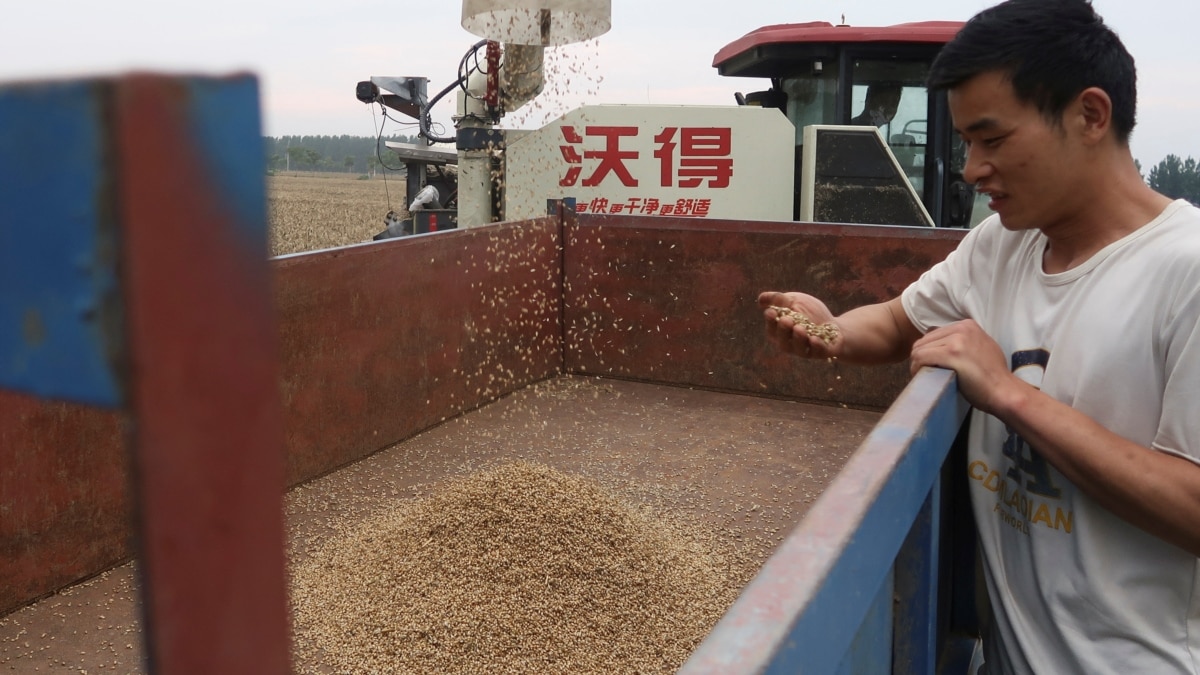 麦熟麦收时节偏逢“烂场雨”，中国粮仓河南等地损失惨重