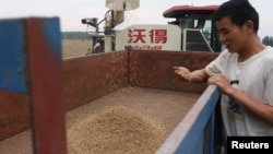 中國河南省駐馬店的農民在查看剛剛收穫的小麥。（2023年6月5日）