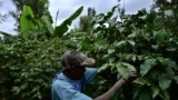 Un agriculteur kenyan dans son champ.