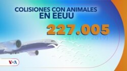 Control de fauna silvestre en aeropuerto de Quito ha permitido dispersar miles de ejemplares cada año