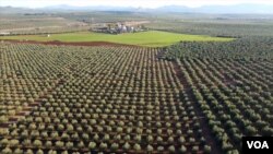 Spain's olive orchard