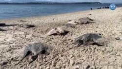 Onlarca Dikenli Vatoz Kıyıya Vurdu
