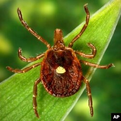 This undated photo provided by the US Centers for Disease Control and Prevention shows a female lone star tick.