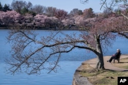 FILE - A woman sits among cherry blossom trees, some of which have begun to bloom, Monday, March 20, 2023, along the tidal basin in Washington, on the first day of the National Cherry Blossom Festival. (AP Photo/Jacquelyn Martin)