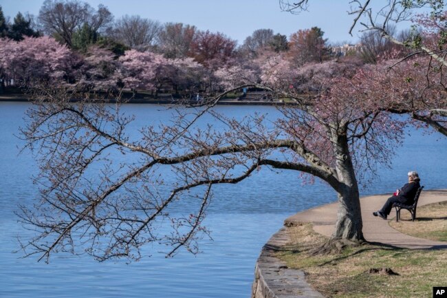 FILE - A woman sits among cherry blossom trees, some of which have begun to bloom, Monday, March 20, 2023, along the tidal basin in Washington, on the first day of the National Cherry Blossom Festival. (AP Photo/Jacquelyn Martin)