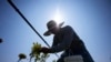 Climate Change Ups Stress on Farmworkers on Front Lines of a Warming Earth 