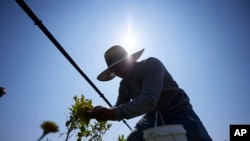 Camilo Martin picks blueberries at the Coopertiva Tierra y Libertad farm July 7, 2023, in Everson, Wash.