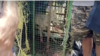 In this image taken from video, a wolf is caged in the Bahraich district of India's Uttar Pradesh state on Aug. 29, 2024. Authorities say the wolf is one of a pack that has killed seven people, including six children.