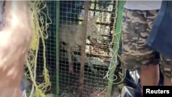 In this image taken from video, a wolf is caged in the Bahraich district of India's Uttar Pradesh state on Aug. 29, 2024. Authorities say the wolf is one of a pack that has killed seven people, including six children.