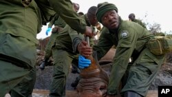 FILE - Kenya Wildlife Service rangers and capture team pull out a sedated black rhino from the water in Nairobi National Park, Kenya, on Jan. 16, 2024.