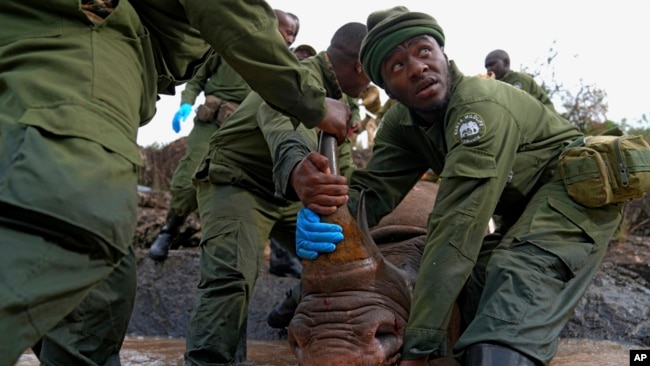 FILE - Kenya Wildlife Service rangers and capture team pull out a sedated black rhino from the water in Nairobi National Park, Kenya, on Jan. 16, 2024.