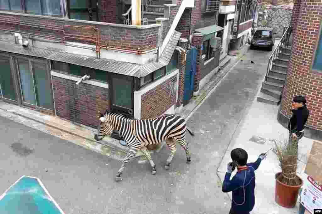 Sero the zebra walks by handlers after escaping from his pen at the Seoul Children's Grand Park in Seoul, in this frame grab taken from video footage provided by the Gwangjin Fire Station on March 23, 2023, and made available via AFPTV on March 24.