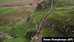 Árvore bi-centenária Sycamore Gap da Muralha de Adriano no Norte de Inglaterra derrubada