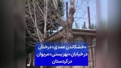 «خشکاندن عمدی» درختان در خیابان «بهزیستی» مریوان در کردستان