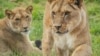 Parfum Bantu Asah Ketrampilan Berburu Singa di Kebun Binatang Whipsnade