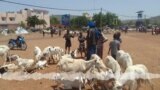 Segou Seliba -kerecɛnw ni silamɛw bɛ seli kɛ ɲɔgɔn fɛ cogo min na