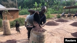 FILE - Workers fill a sack with cocoa beans in Ntui village, Cameroon, Dec. 16, 2017. Some cocoa farmers have blocked the crop from leaving their farms in protest over a ban on exports to Nigeria that was announced in June 2023. 