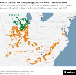 Map of locations of cicada broods in the U.S. (REUTERS)