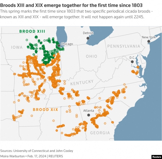 Map of locations of cicada broods in the U.S. (REUTERS)