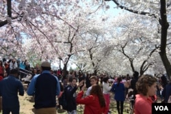 Visitors tour the area of ​​cherry blossom groves during the peak days of the festival and its many outdoor activities. [Foto: Tomás Guevara / VOA]