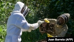 Peternak lebah María Zoila Acevedo (kanan) dan pakar biologi Germán Perilla memeriksa sarang lebah di Kotamadya Socorro di Departemen Santader, 3 Desember 2023. (Foto: Juan Barreto/AFP)